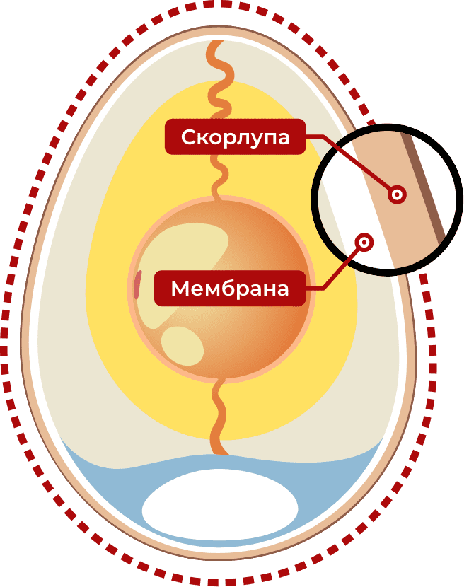 Мембрана подскарлупной оболочки